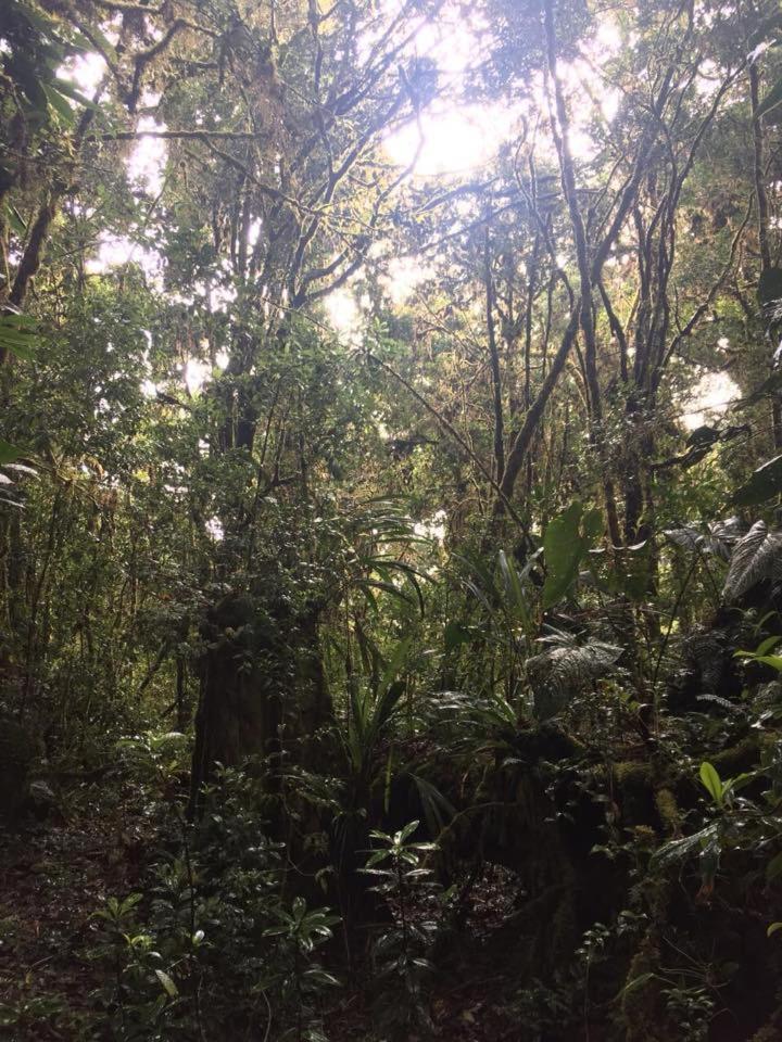Cabana De Montana La Magnolia, Cerro De La Muerte De La Canuela Cloud Forest Tres de Junio 외부 사진
